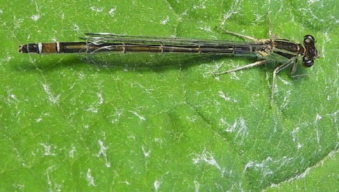 ‘Wat groeit of leeft daar in Nieuwegein’