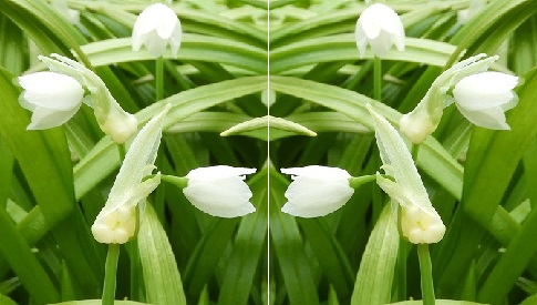 ‘Wat groeit of leeft daar in Nieuwegein’