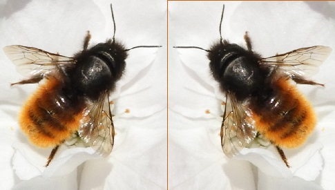 ‘Wat groeit of leeft daar in Nieuwegein’