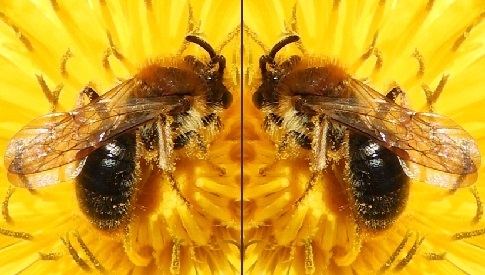 ‘Wat groeit of leeft daar in Nieuwegein’