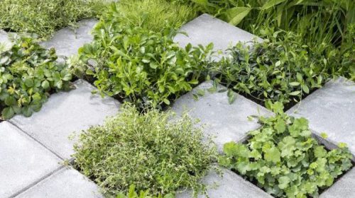 Actie tegeltje eruit, plantje erin: ‘Een gratis plant voor jouw tegel!’