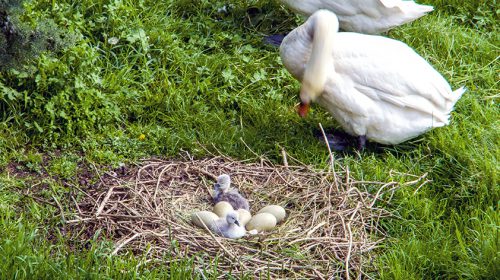 ‘Foto van de week’