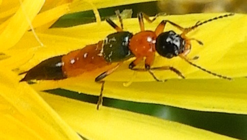 ‘Wat groeit of leeft daar in Nieuwegein’