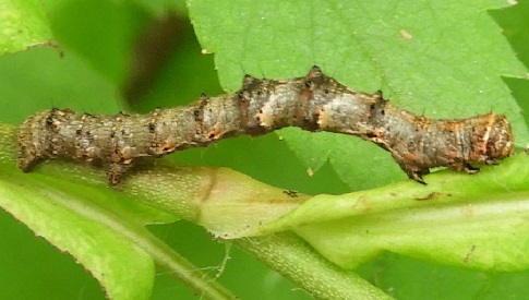 ‘Wat groeit of leeft daar in Nieuwegein’