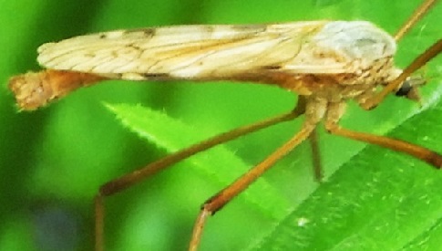 ‘Wat groeit of leeft daar in Nieuwegein’