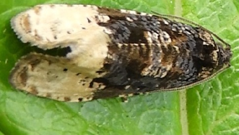 ‘Wat groeit of leeft daar in Nieuwegein’