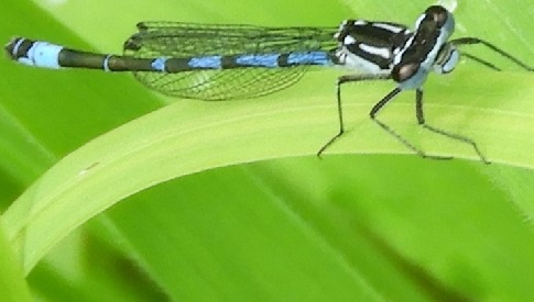 ‘Wat groeit of leeft daar in Nieuwegein’