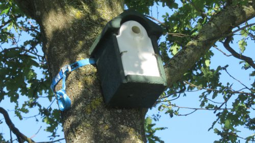 Ecologische bestrijding eikenprocessierups Amsterdam-Rijnkanaal
