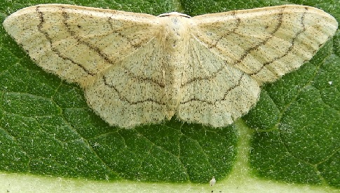 ‘Wat groeit of leeft daar in Nieuwegein’