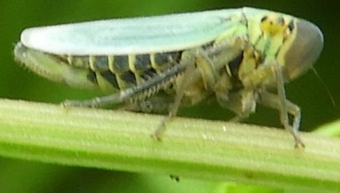 ‘Wat groeit of leeft daar in Nieuwegein’