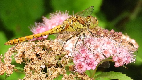 ‘Wat groeit of leeft daar in Nieuwegein’
