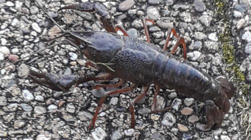 ‘Foto van de week’