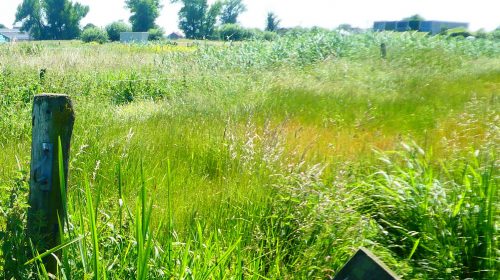 IVN fietstocht met natuurwandeling naar het Eiland van Schalkwijk