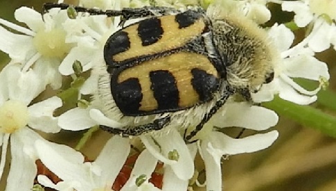 ‘Wat groeit of leeft daar in Nieuwegein’