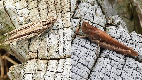 ‘Wat groeit of leeft daar in Nieuwegein’