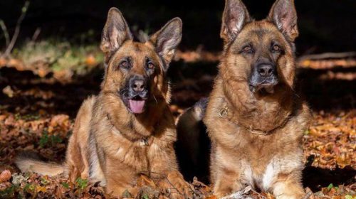 Duitse Herdershonden Liefhebbersdag op Sportpark Oudegein