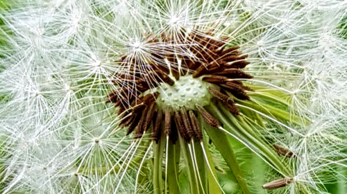 Hooikoorts in Nieuwegein: reishi biedt dé natuurlijke oplossing