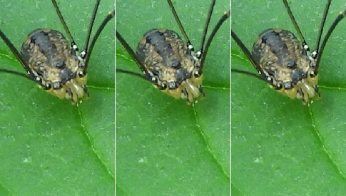 ‘Wat groeit of leeft daar in Nieuwegein’