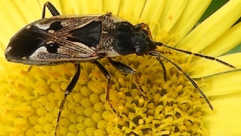 ‘Wat groeit of leeft daar in Nieuwegein’