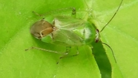 ‘Wat groeit of leeft daar in Nieuwegein’