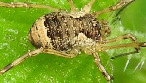 ‘Wat groeit of leeft daar in Nieuwegein’