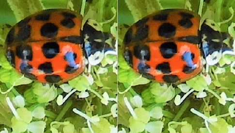 ‘Wat groeit of leeft daar in Nieuwegein’