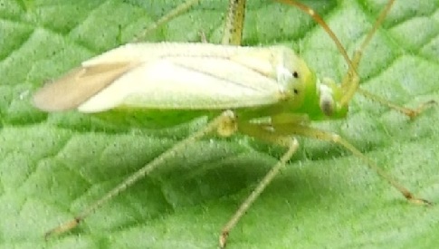 ‘Wat groeit of leeft daar in Nieuwegein’