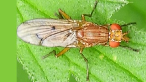 ‘Wat groeit of leeft daar in Nieuwegein’