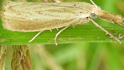 ‘Wat groeit of leeft daar in Nieuwegein’