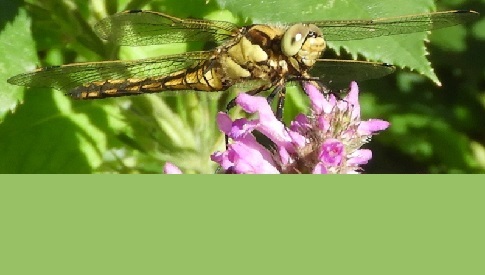 ‘Wat groeit of leeft daar in Nieuwegein’