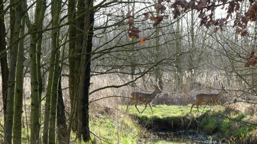 Herfstwandeling met het IVN naar Landgoed Beerschoten
