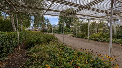 Gemeente gaat bomen verplaatsen voor aanleg stadsverwarming