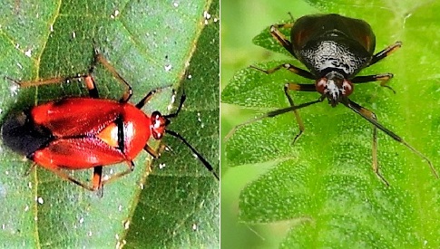 ‘Wat groeit of leeft daar in Nieuwegein’
