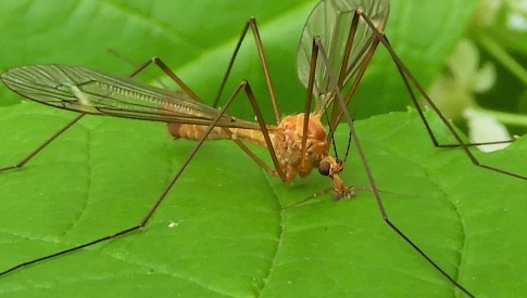 ‘Wat groeit of leeft daar in Nieuwegein’