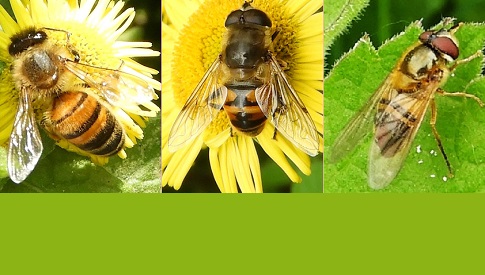 ‘Wat groeit of leeft daar in Nieuwegein’