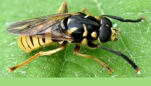 ‘Wat groeit of leeft daar in Nieuwegein’