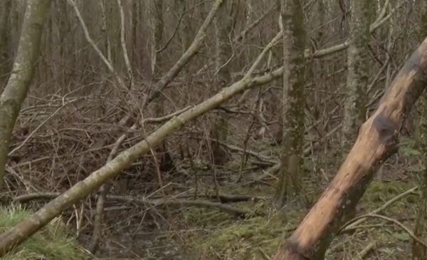 Rijkswaterstaat kapt honderden bomen langs A2 bij Nieuwegein