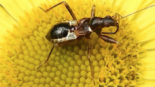 ‘Wat groeit of leeft daar in Nieuwegein’