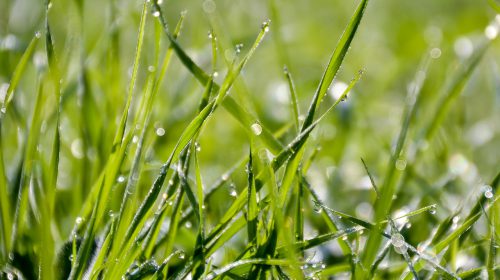 Dit zijn de mooiste siergrassen
