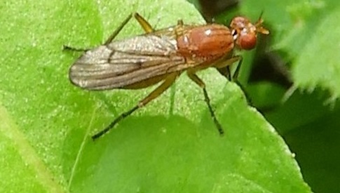 ‘Wat groeit of leeft daar in Nieuwegein’