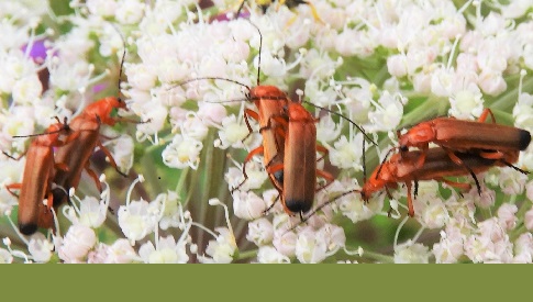 ‘Wat groeit of leeft daar in Nieuwegein’