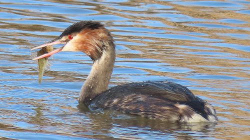 ‘Foto van de week’