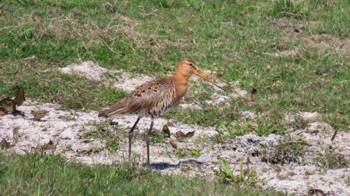 Fietsexcursie weidevogels met de Vogelwacht