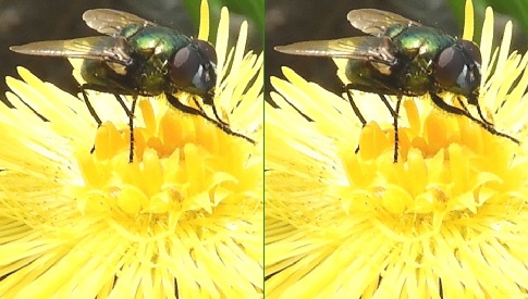 ‘Wat groeit of leeft daar in Nieuwegein’