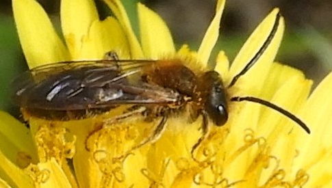 ‘Wat groeit of leeft daar in Nieuwegein’