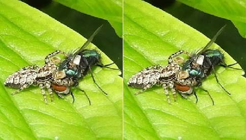 ‘Wat groeit of leeft daar in Nieuwegein’