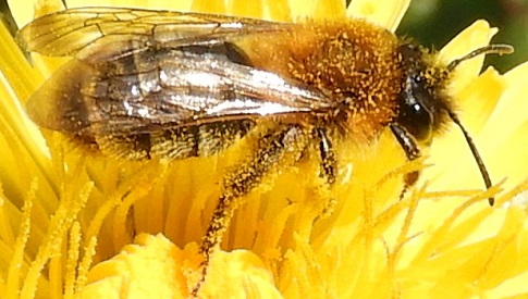 ‘Wat groeit of leeft daar in Nieuwegein’