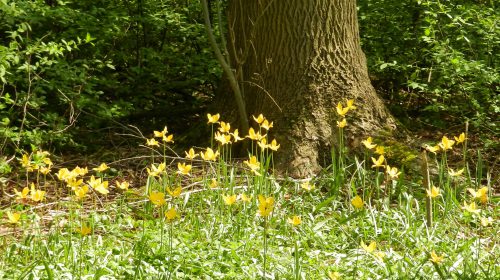 Lente-excursie met het IVN naar Ameliswaard