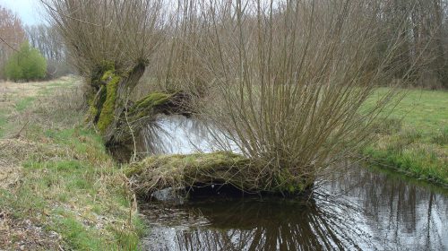 Vroege IVN voorjaarswandeling Over-Heicop
