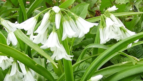 ‘Wat groeit of leeft daar in Nieuwegein’